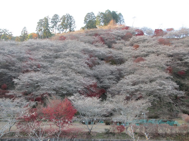 小原の四季桜