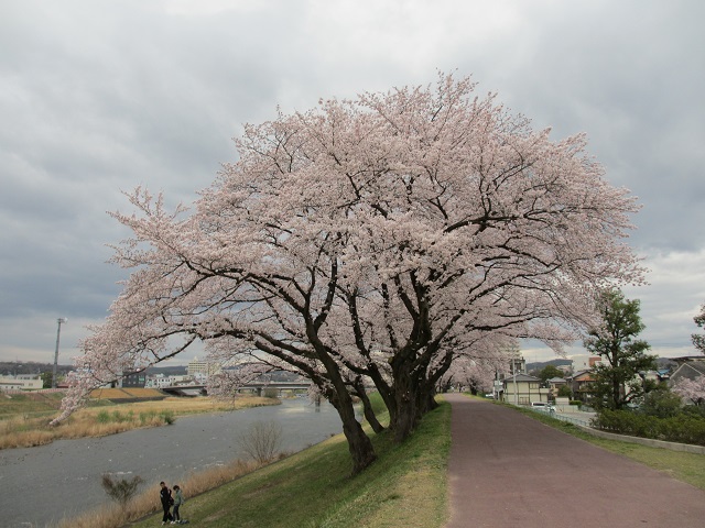 多治見の桜