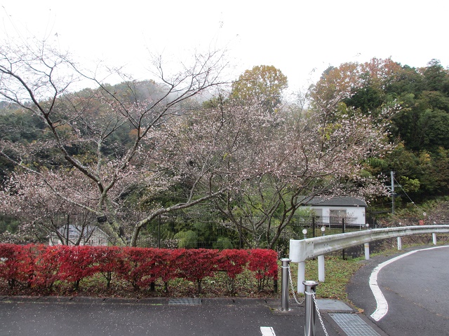 小原の四季桜