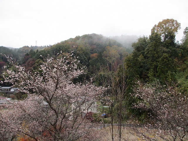 小原の四季桜