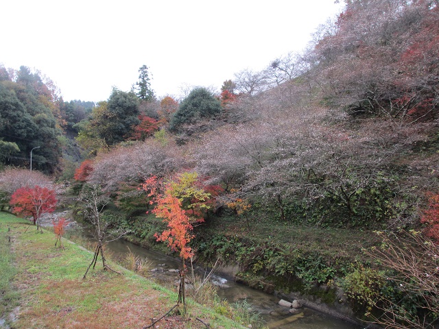 小原の四季桜